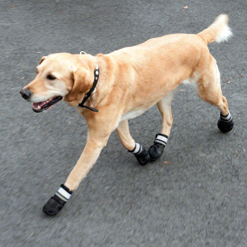 Sports & Protective Dog Boots || zooplus Exclusive || view 7