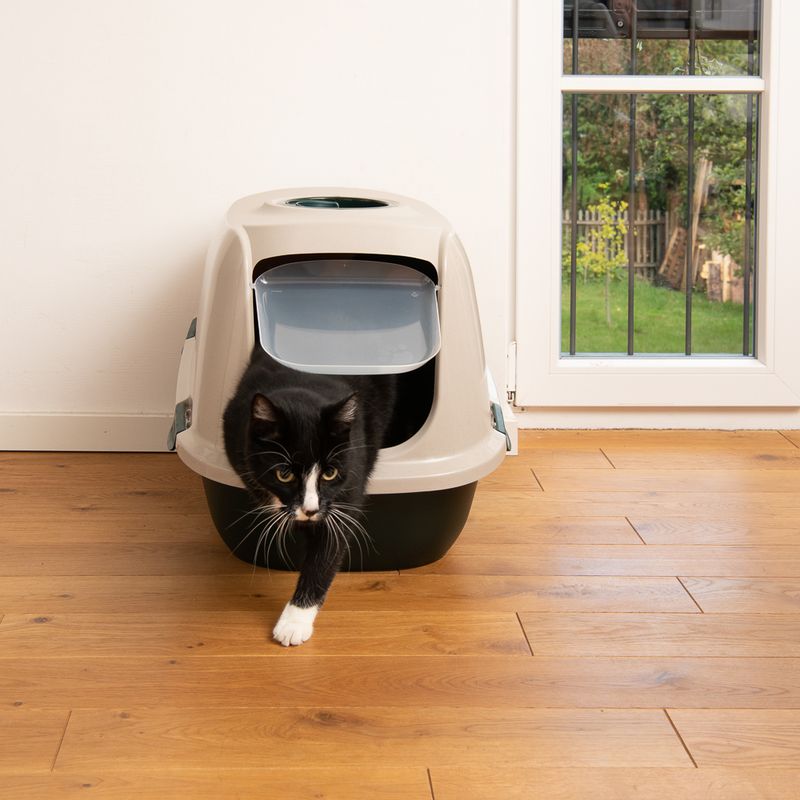 Closed cat toilet with flap, black cat leaving the toilet. Beige and black colours, on wooden floor in front of a glass door.