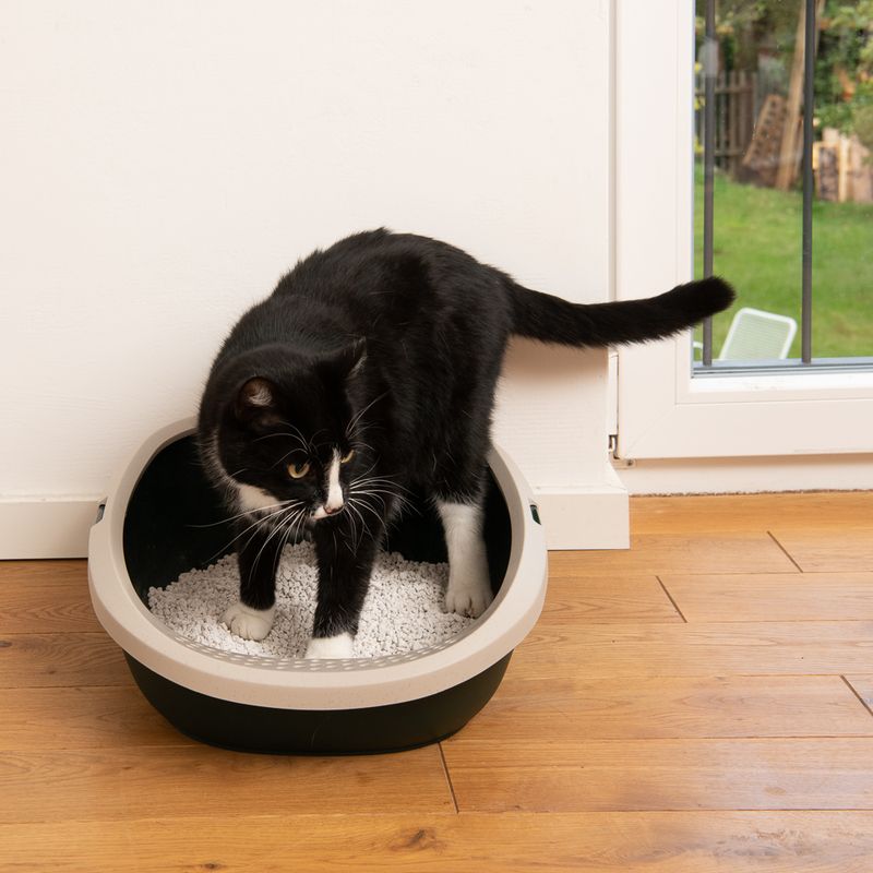 Black cat standing in a litter tray with white litter, placed on a wooden floor in front of a window.