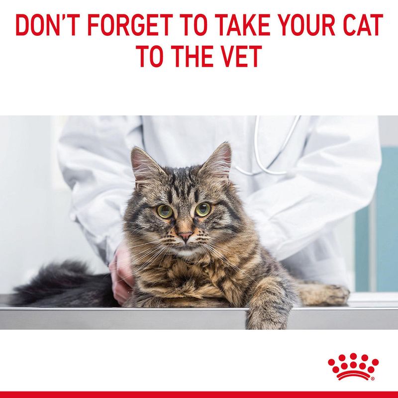 Royal Canin Hair & Skin Care in Jelly || undefined || view 12