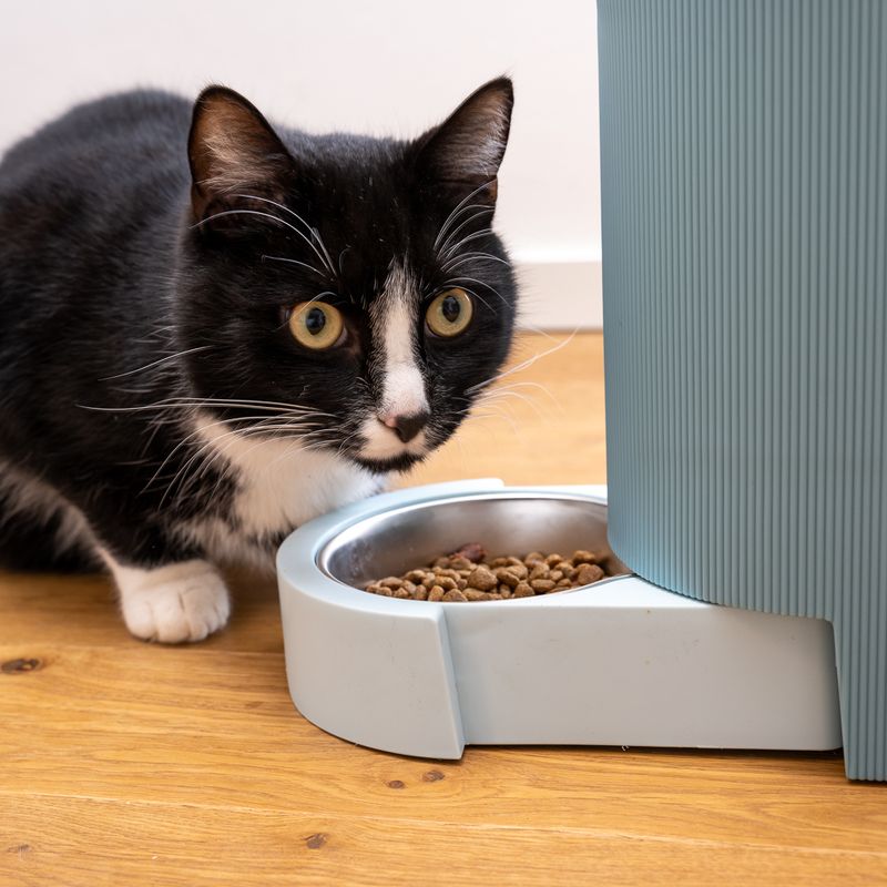Black and white cat eating dry food from a bowl connected to a blue food dispenser.