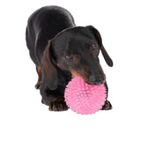 Dog with pink spiky ball in mouth, demonstrating pet toy.