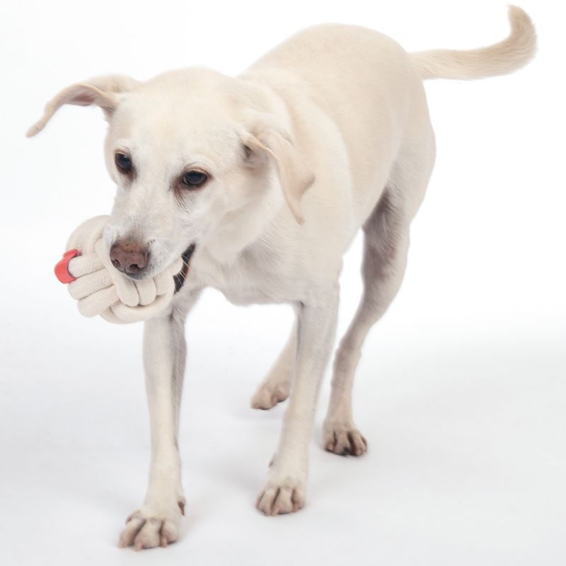 Dog playing with a rope chew toy with red accents.
