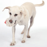 Dog playing with a rope chew toy with red accents.