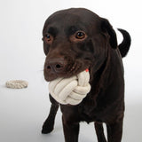 Dog with white fabric chew toy in mouth, other toys in the background.