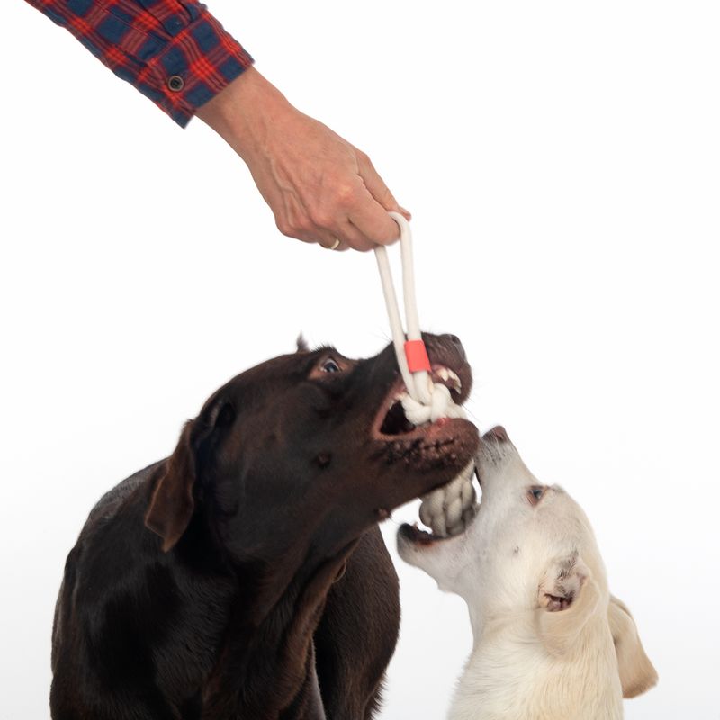 Two dogs play with a white rope chew toy held by a hand.