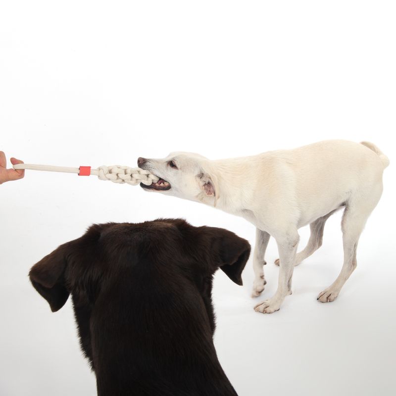 Two dogs play with a braided rope toy held by a hand.