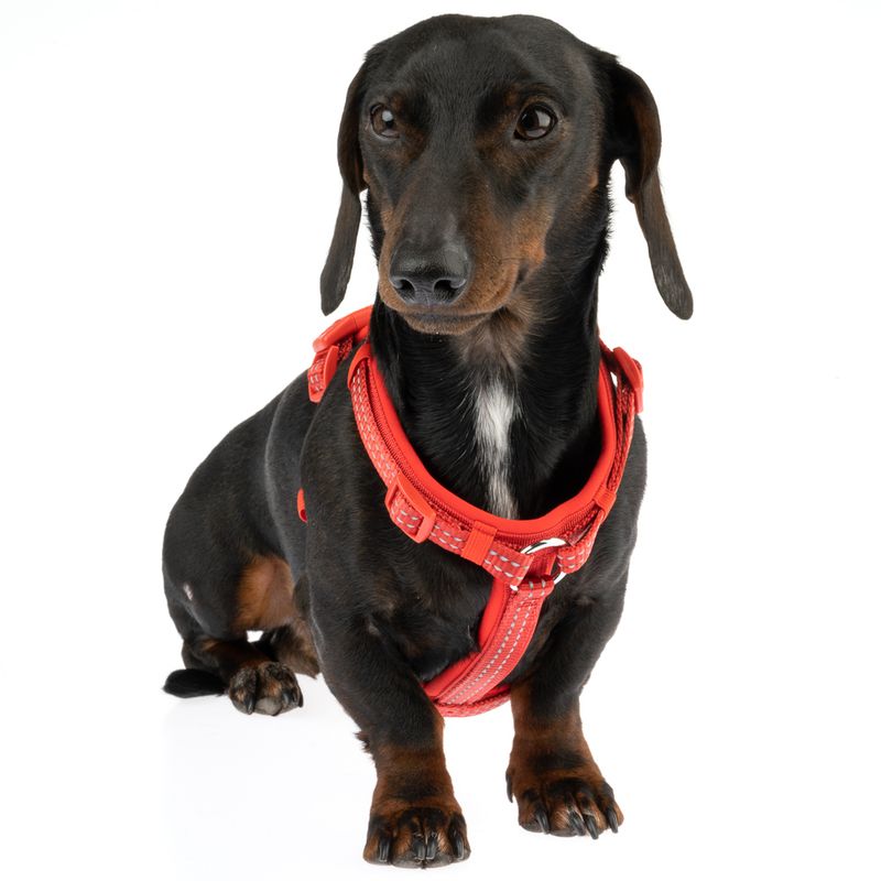 TIAKI Neoprene Harness - Red || TIAKI || view 5