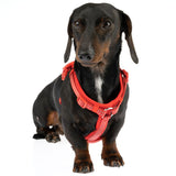 TIAKI Neoprene Harness - Red || TIAKI || view 5