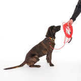 Dog with collar and red tracking lead held by a hand. Demonstration of using a long dog lead.