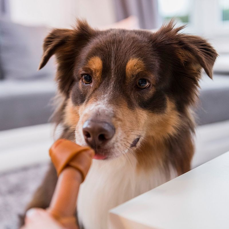 SmartBones Beef Bones for Medium Dogs || SmartBones || view 4