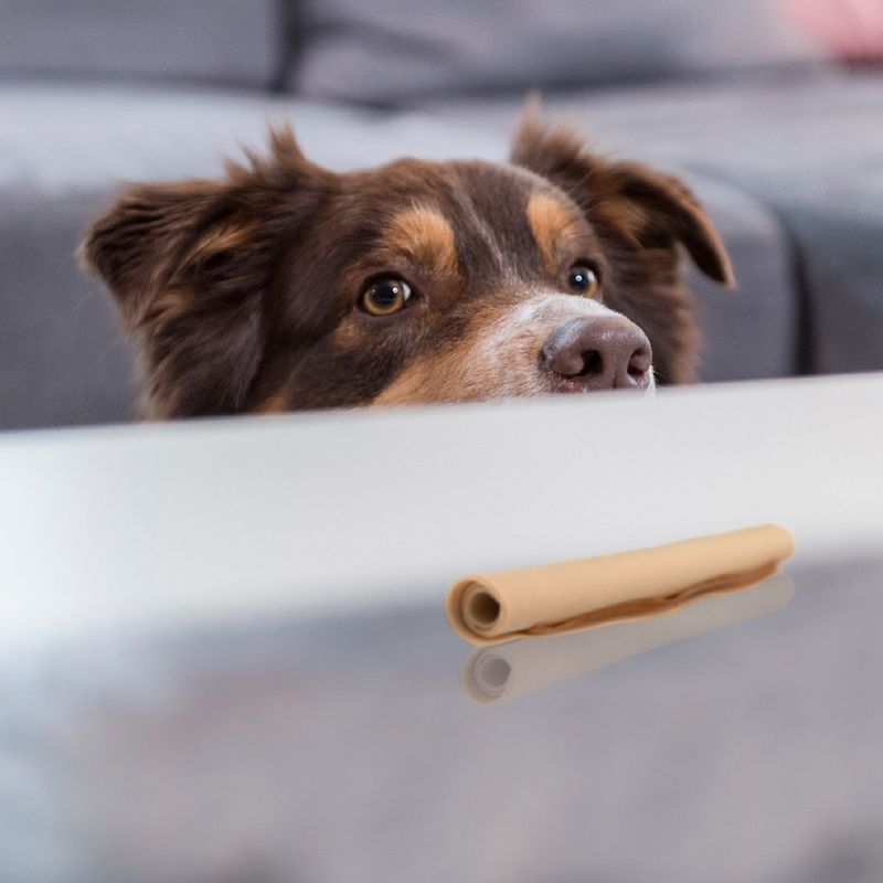 Dog looking at a chew snack made of light-coloured roll lying on a table.