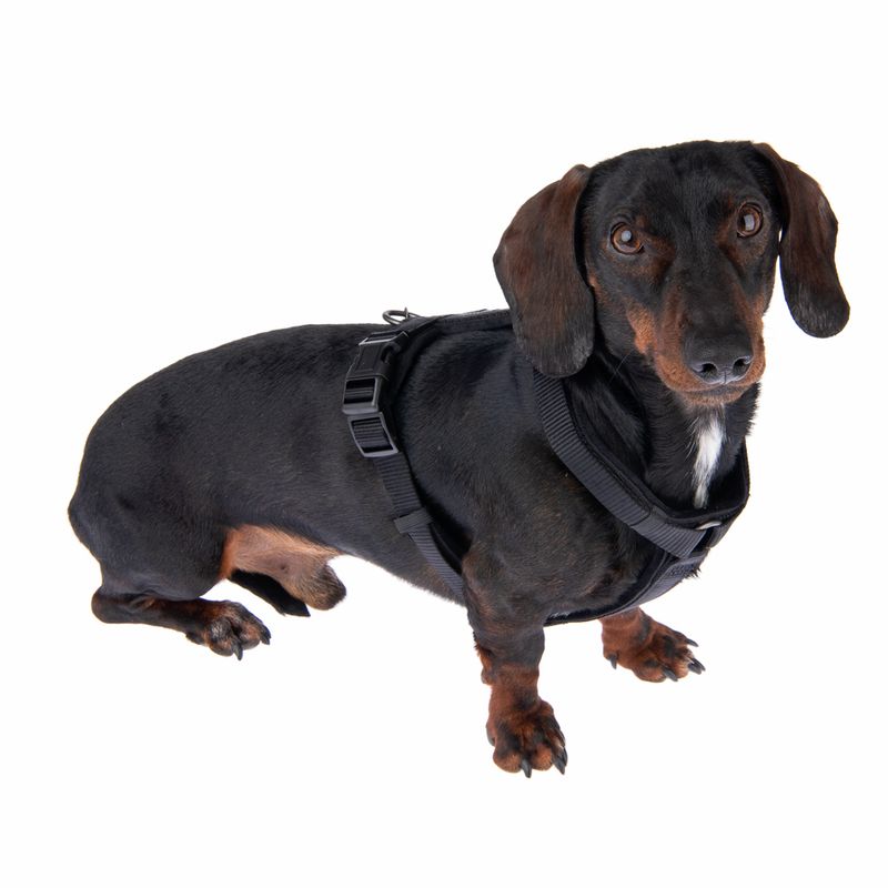Black dachshund wearing a black harness with adjustable buckles. Product shows the fit and use of the harness.