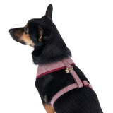 Dog wearing a red and white harness with herringbone pattern and gold-coloured pendant. Adjustable straps visible.