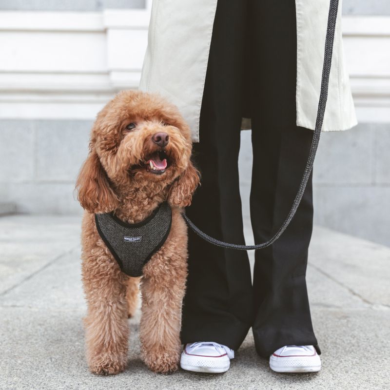 Nomad Tales Calma Dog Leash, ebony || Nomad Tales || view 4