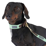 Dog with green collar and lead from Nomad Tales. Leather details and metal clasp visible.