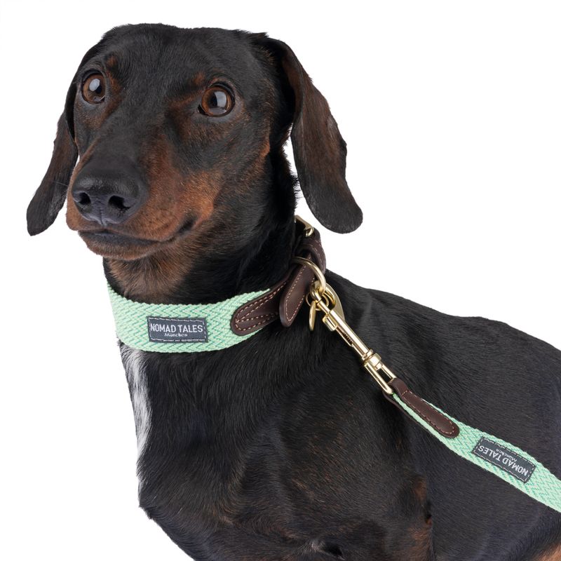 Dog with green collar and lead from Nomad Tales. Leather details and metal clasp visible.