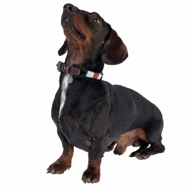 Dachshund with brown collar made of leather and fabric, decorated with blue and white stripes.