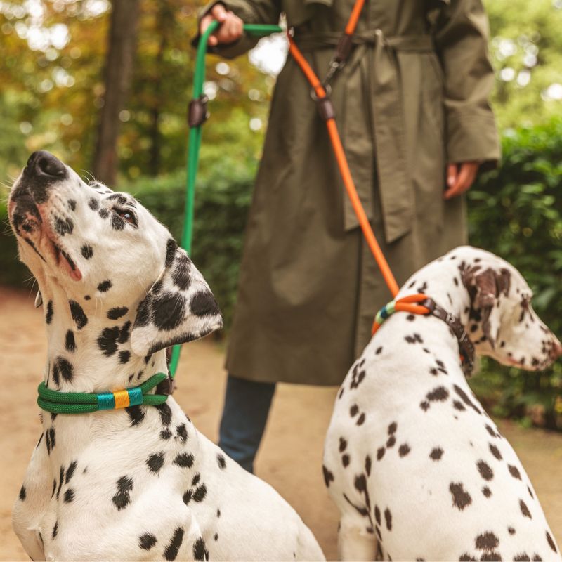 Two Dalmatians with coloured collars and matching leads, walked by a person in a green coat in the park.