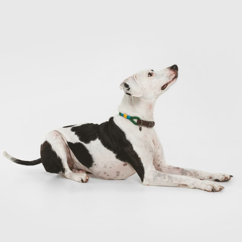 Dog with black and white fur wearing a green and yellow collar, lying on a white background and looking upwards.