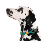 Dalmatian with green rope dog collar and brown leather buckle, decorative colour accents in blue and orange.