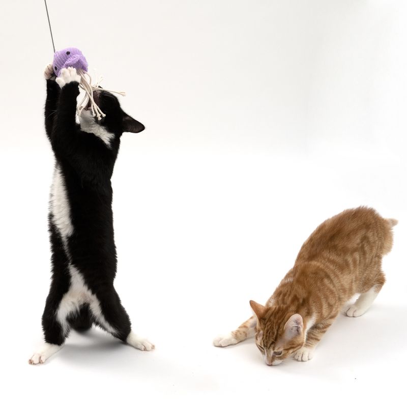 Two cats play with a purple toy on a string. One cat jumps up, the other watches on the ground.