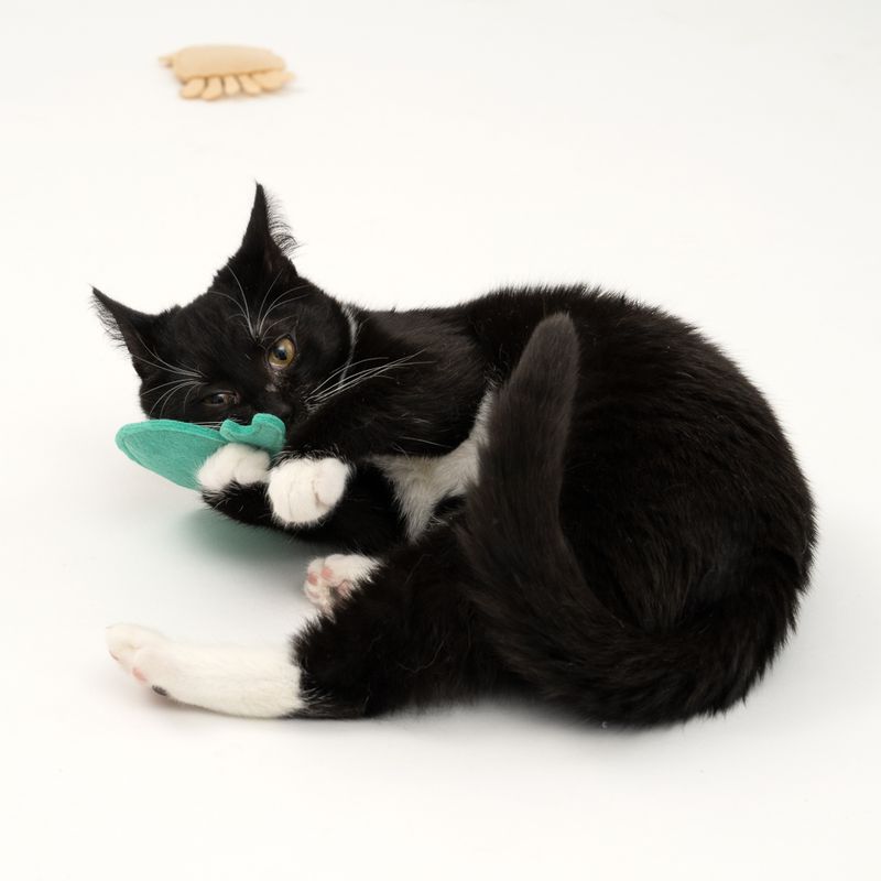 Black cat with white fur playing with green fabric toy on white background.