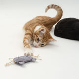 Red cat playing with grey fabric toy shaped like a beetle, white background.