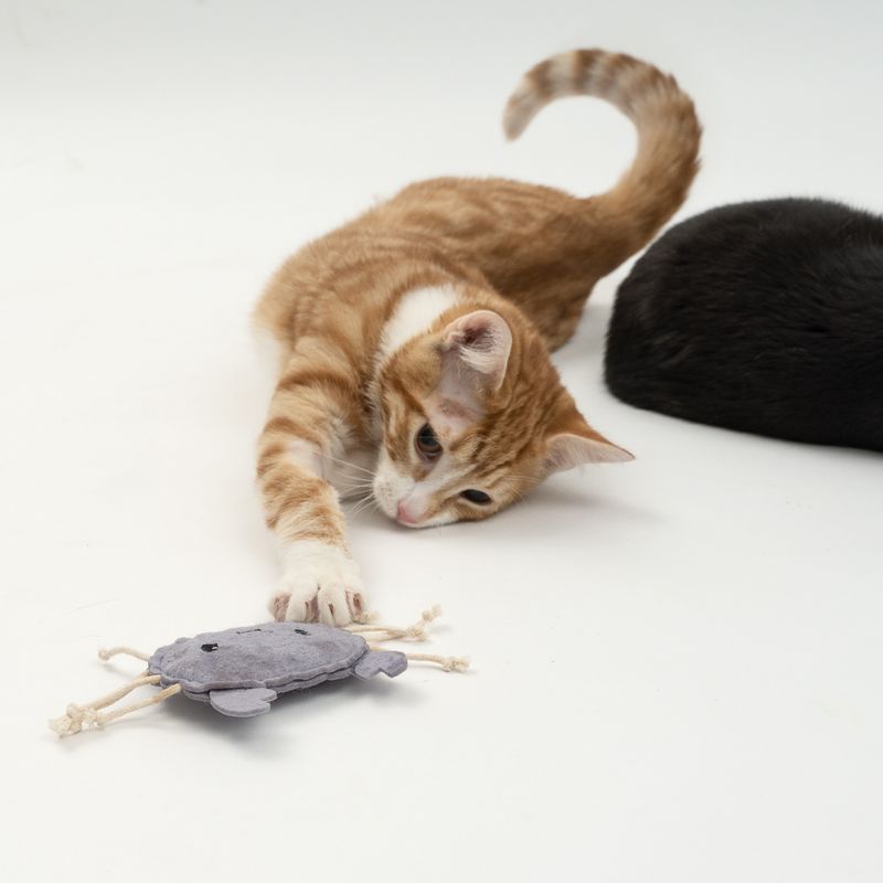 Red cat playing with grey fabric toy shaped like a beetle, white background.