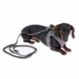 Dachshund with grey harness and matching lead, suitable for walks. Harness with adjustable straps and visible click fastener.