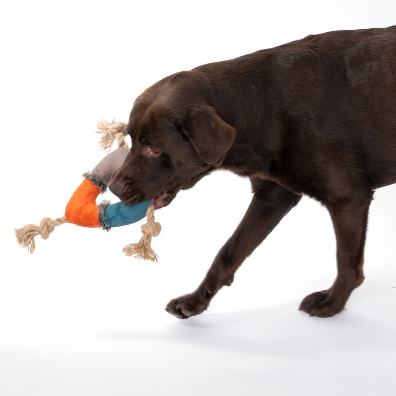 Brown dog playing with a colourful toy made of fabric and rope in orange, blue and grey.