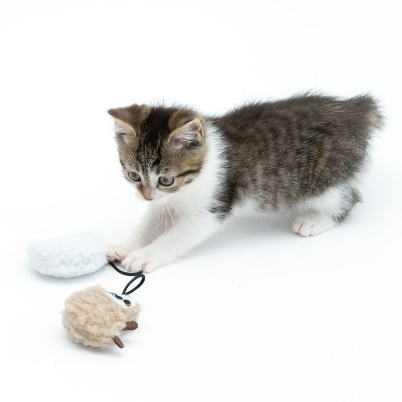 Kitten playing with a sheep-shaped plush toy and a white fabric ball connected by a string.