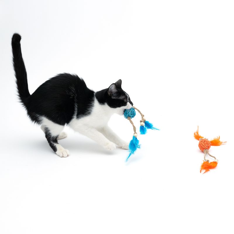 Black and white cat playing with a blue mesh and feather toy ball, next to an orange ball with a similar design.