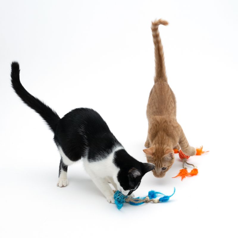 Two cats playing with colourful cat toys made of feathers and mesh material in blue and orange.
