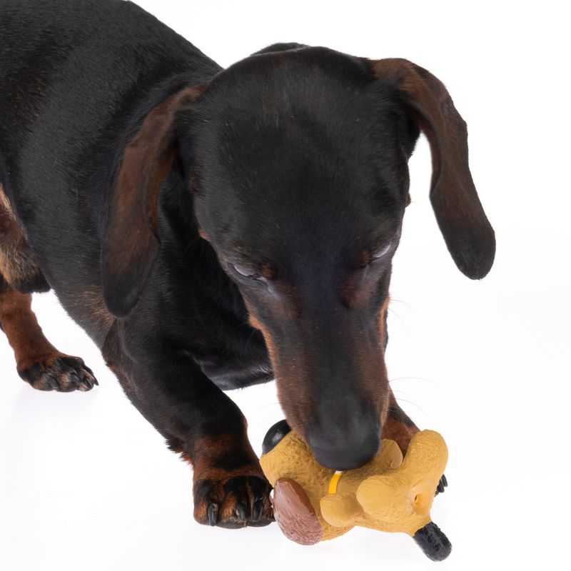 Dachshund playing with a dog toy shaped like a brown animal. Toy is held and chewed by the dog.