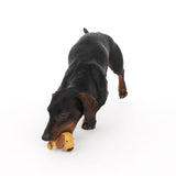 Black dachshund playing with a yellow plush dog in its mouth.
