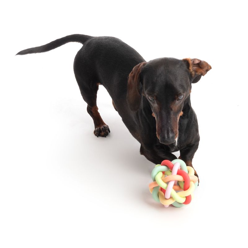 Black dog playing with a colourful rubber knot ball on a white background.