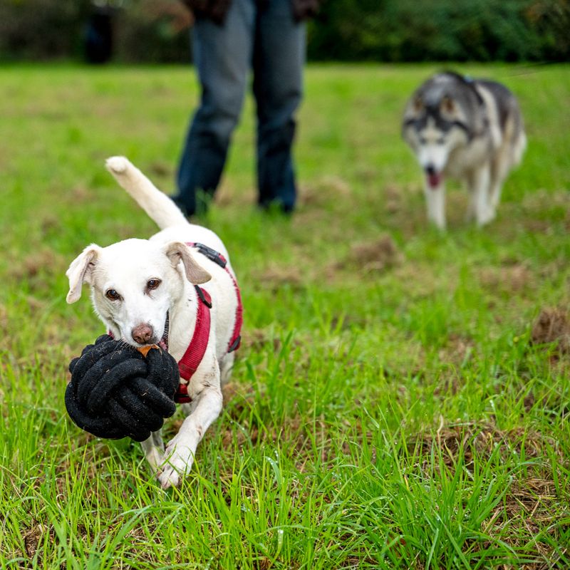 Dog with red harness carries a black knotted toy on a meadow, another dog in the background.
