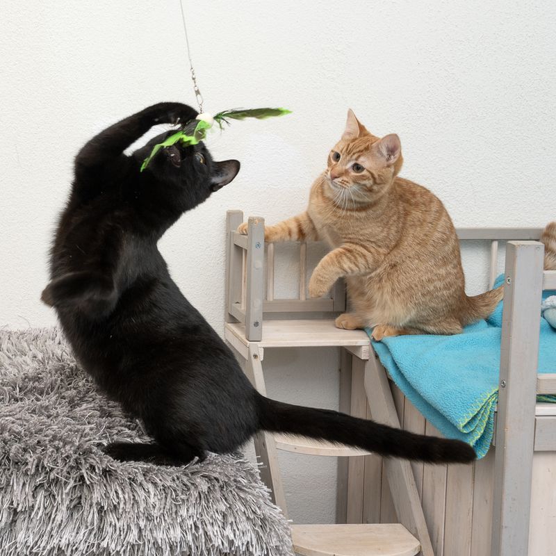 Two cats playing with a green feather toy. A black cat reaches for the toy while an orange cat sits on a wooden platform.