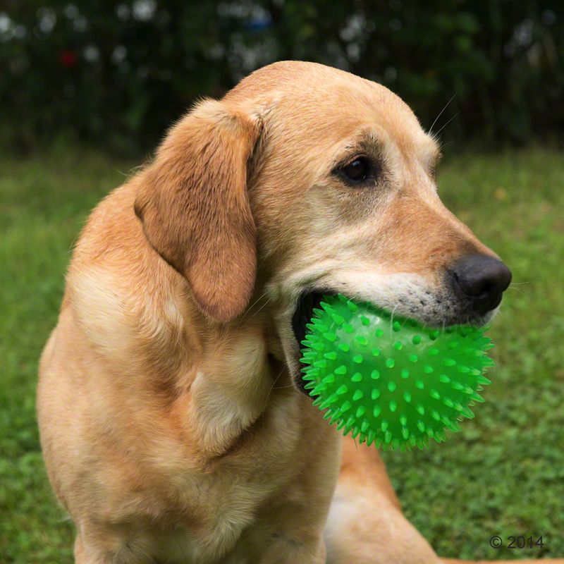 Large Spiky Ball Dog Toy || zooplus Exclusive || view 3