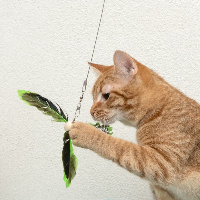 Red cat playing with a teaser wand with green and black feathers.
