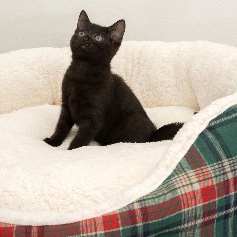 Black cat sitting in a white, fluffy pet bed with a checked border.