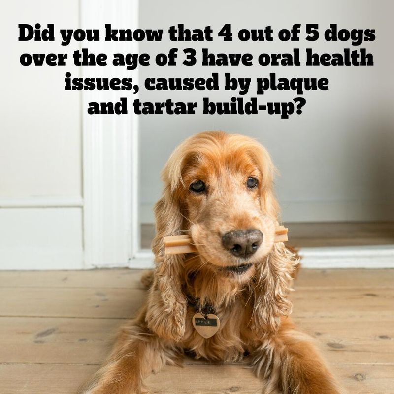 Pedigree Dentastix - Daily Oral Care for Large Dogs (>25kg) || Pedigree || view 13