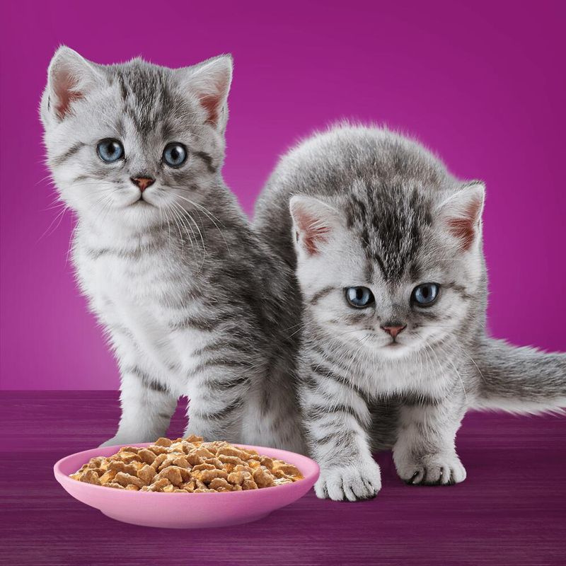 Whiskas Kitten Pouches in Jelly || undefined || view 9
