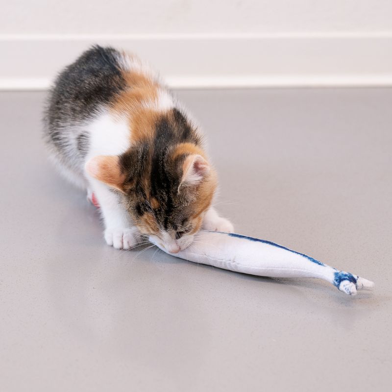 Kitten playing with a white fabric fish-shaped toy on a grey floor.