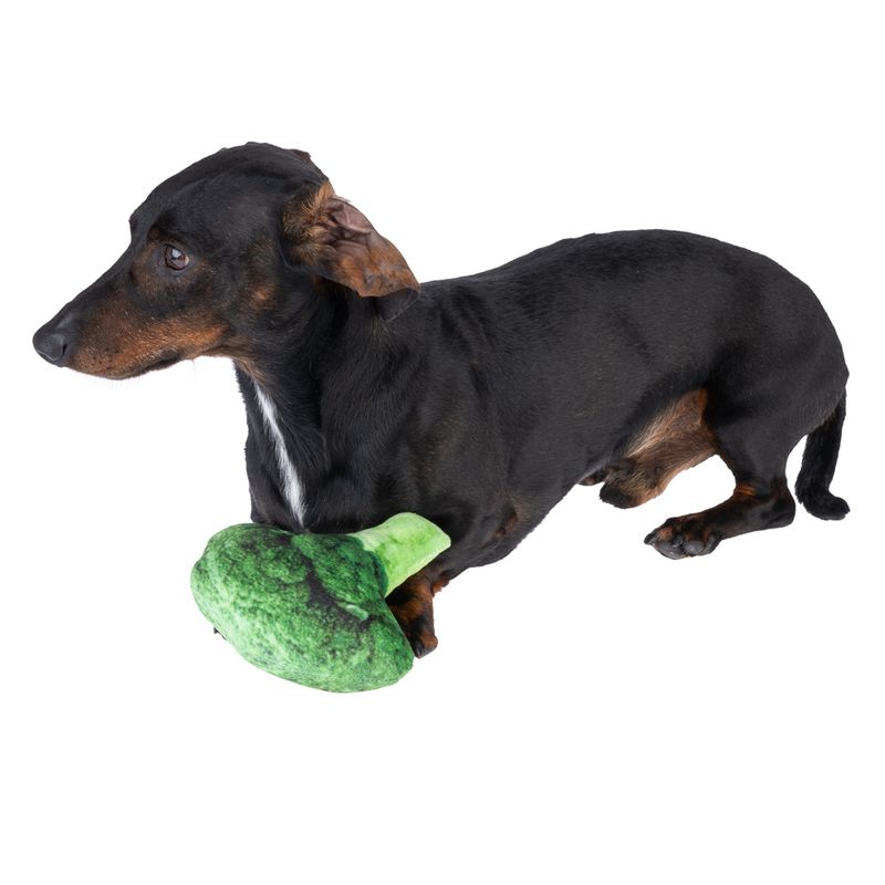 Dog with green fabric broccoli toy. Demonstration of using a dog toy.