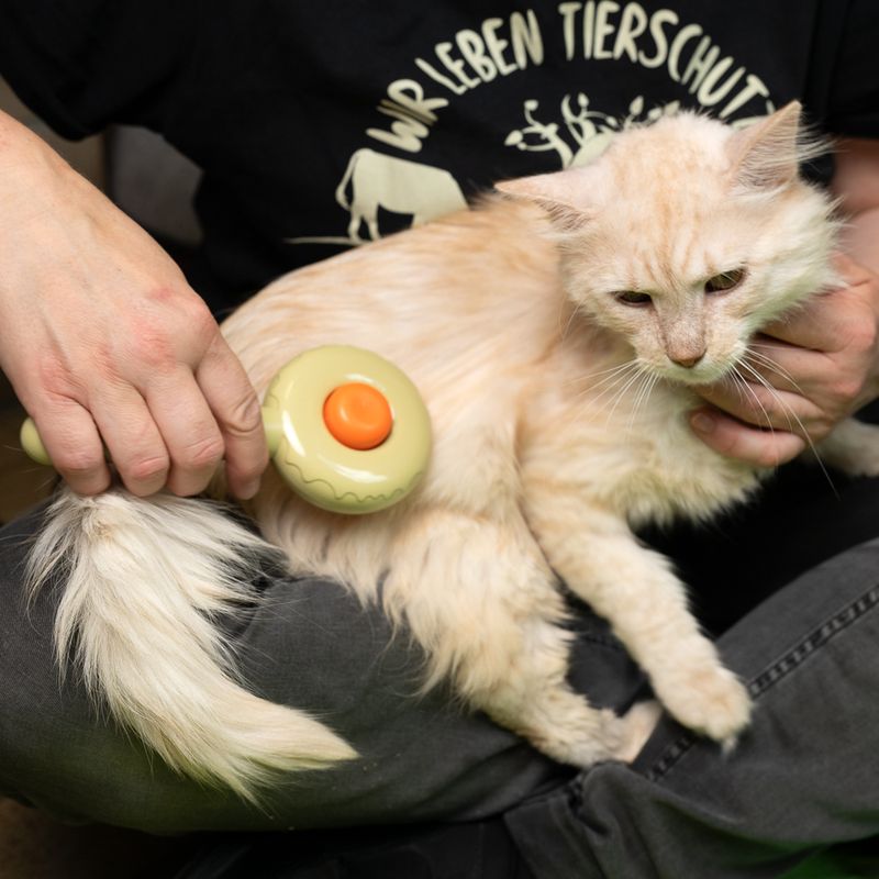 Person brushing a cat with a yellow brush with an orange button. Demonstration of using a pet care product.