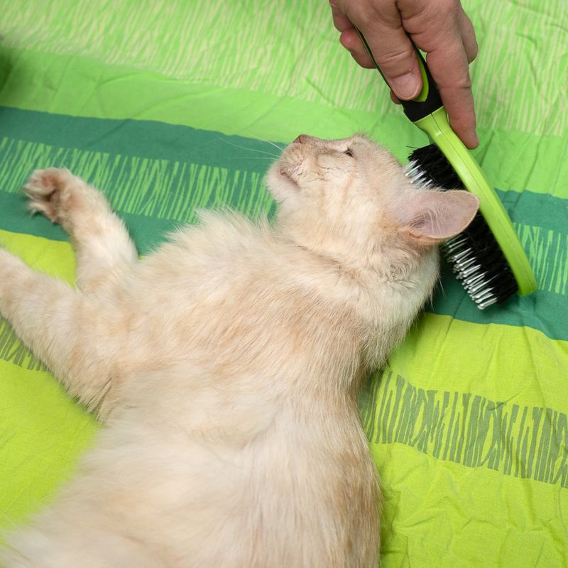 A hand brushes the fur of a light-coloured cat with a green brush on a green surface. Shows the use of a grooming brush.