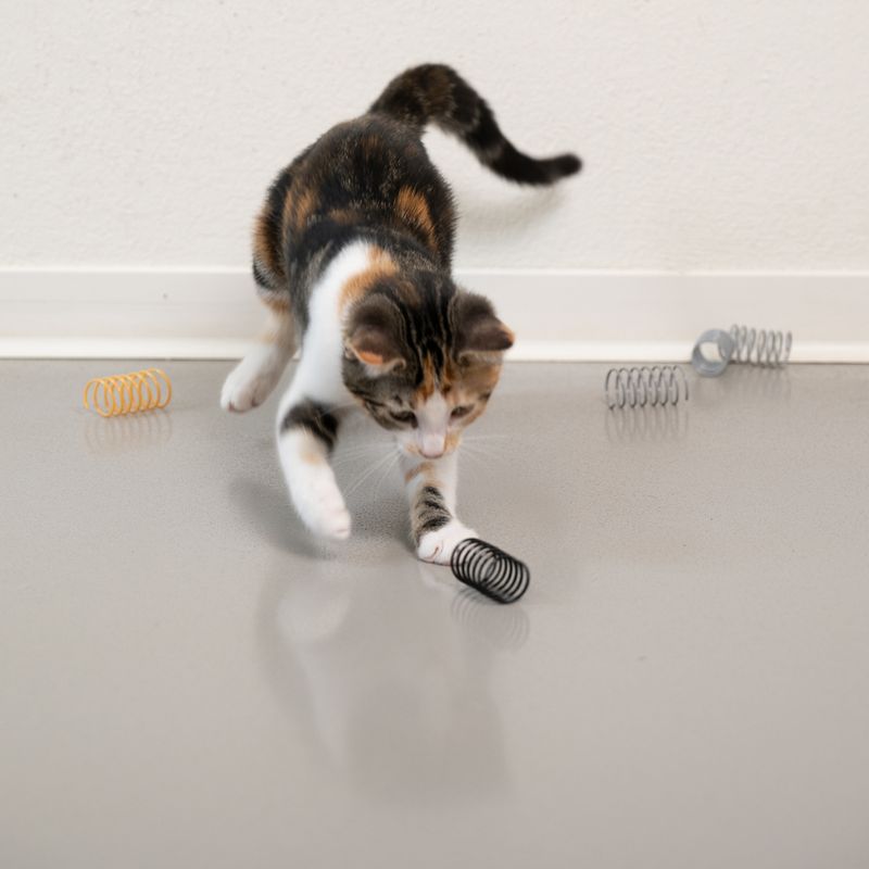 Cat playing with spiral-shaped toy made of metal and plastic on a smooth floor. More spirals scattered in the background.