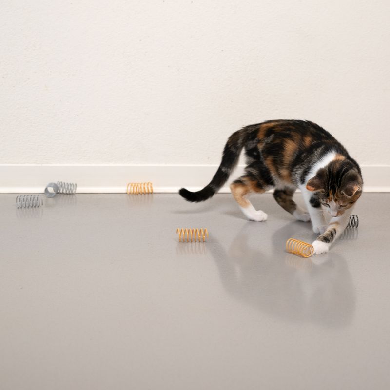 Cat playing with colourful spiral springs on a smooth floor. Toy in various colours: yellow, silver and black.